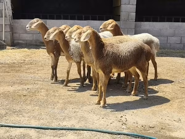 Schaf, Arashan sheep — Kirgisistan