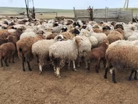 Ram, Precoce sheep — photo 1
