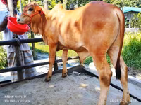 Bulle, Rinder — Foto 4