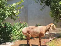 كبش, Arashan sheep — الصورة 2