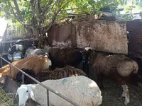 نعجة, Rhon sheep — الصورة 7