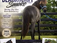 Yegua, Rocky Mountain Horse — foto 1
