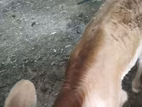 Kuh, Swiss cattle — Foto 5