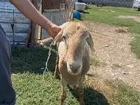 Carnero, Edilbay sheep — foto 3