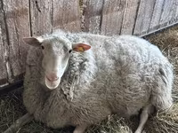 Widder, Edilbay sheep — Foto 4