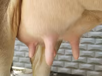Kuh, Swiss cattle — Foto 6