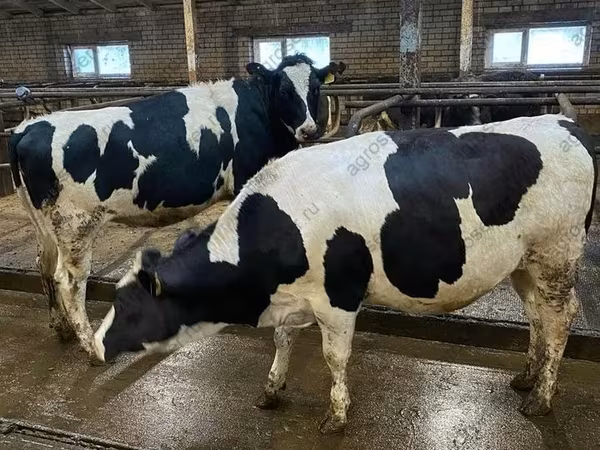 Vaca, Raza Holstein