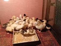 Ducks — 照片 3