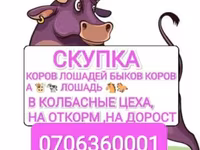 Бык, Коровы — фото 1