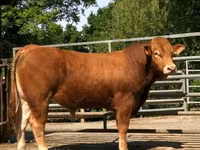Bulle, Limousin-Kuh — Foto 7