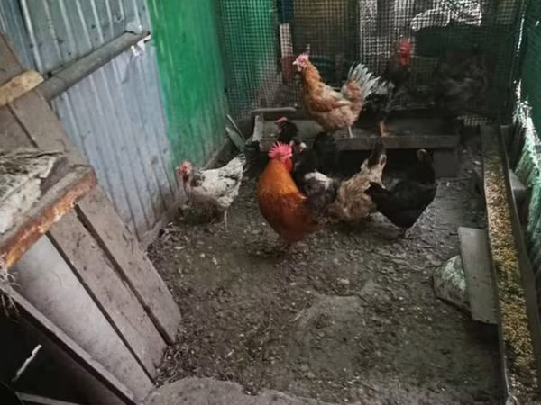 Куры — Кыргызстан