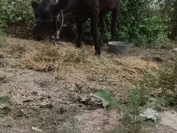 Vaca, Ganado vacuno — Kirguistán