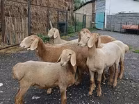 نعجة, Arashan sheep — الصورة 2