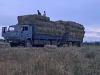 Сено в тюках (пресс-подборщик, стандартный прямоугольный тюк). - — фото 3