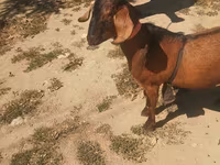 बकरा, Nubian Goat — फ़ोटो 3
