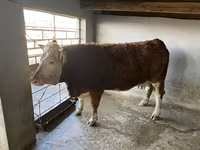 母牛, Cattle — 照片 2