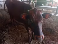 Cow, Cattle — photo 2