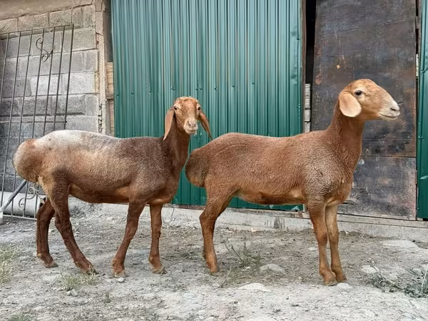 Oveja, Ovejas — Kirguistán