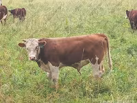 بقرة, Simmental cattle — الصورة 6