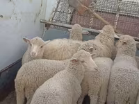Schaf, Merino sheep — Foto 1