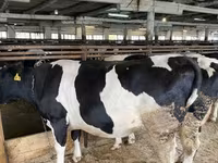 Vaca, Vaca kazaja de cabeza blanca — foto 3
