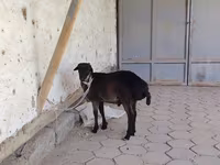 كبش, الأغنام — الصورة 2