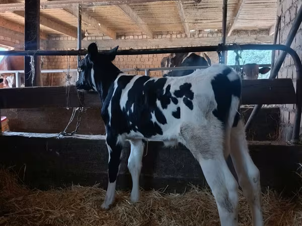 Bulle, Holstein-Rasse — Kirgisistan