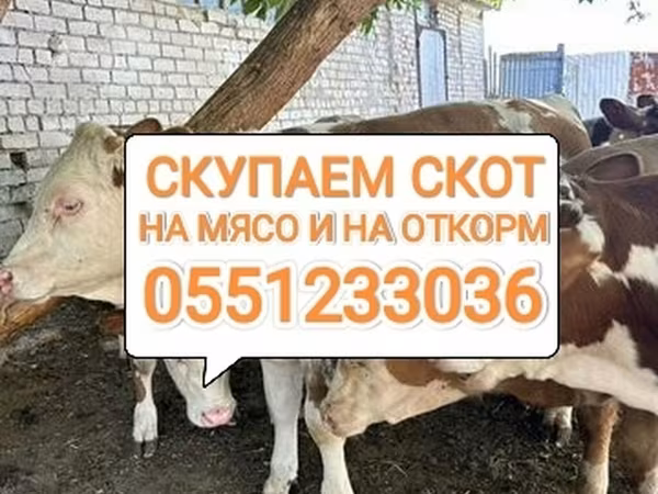 Бык, Коровы
