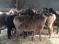 Carnero, Hissar sheep — foto 7