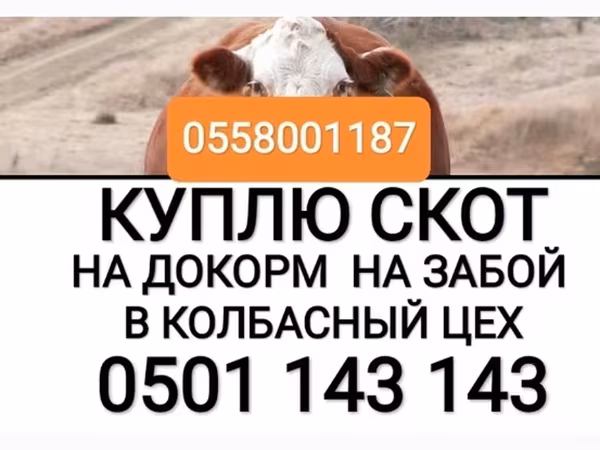Бык, Коровы