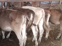 Vaca, Simmental cattle — foto 7
