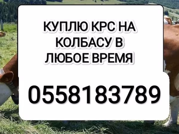 Бык, Коровы