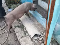 公猪, Дюрок — 照片 1