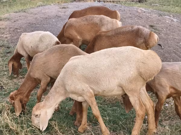 Овца, Арашан