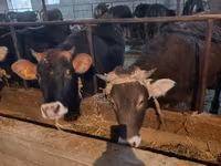 Kuh, Swiss cattle — Foto 2