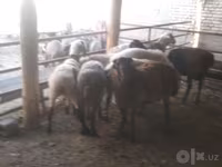Carnero, Arabi sheep — foto 4