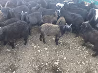 Ziegenbock, Ziegen — Foto 1