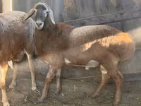 Widder, Arashan sheep — Foto 2