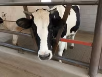 Cow, Holstein breed — photo 4