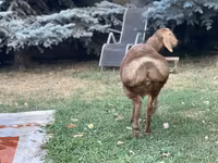 公羊, Hissar sheep — 照片 2