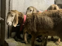 Schaf, Arashan sheep — Foto 4