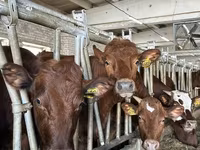 Toro, Raza Holstein — foto 2