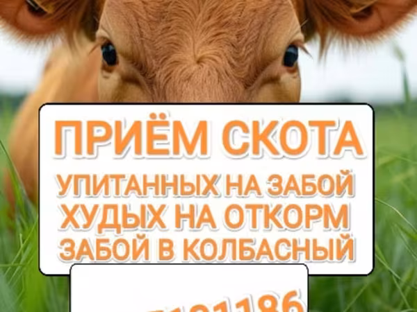 Бык, Коровы — Кыргызстан