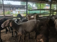 Schaf, Schafe — Foto 1