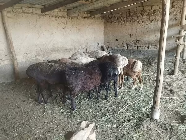 Oveja, Ovejas — Kirguistán