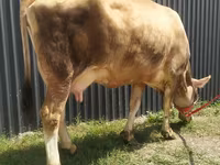 Kuh, Swiss cattle — Foto 5