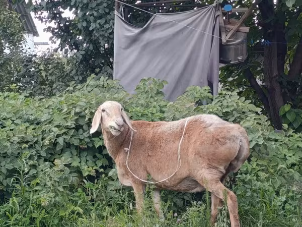 Oveja, Arashan sheep — Kirguistán