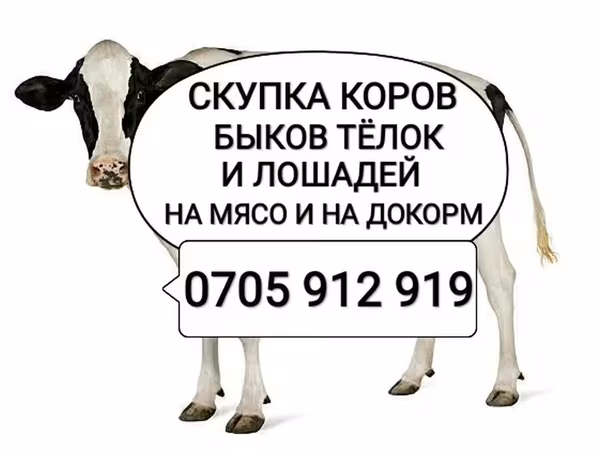Бык, Коровы — Кыргызстан