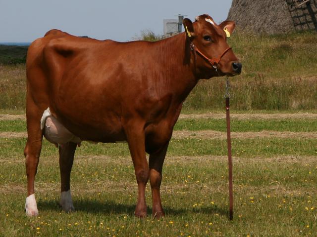 Danish Red Cow