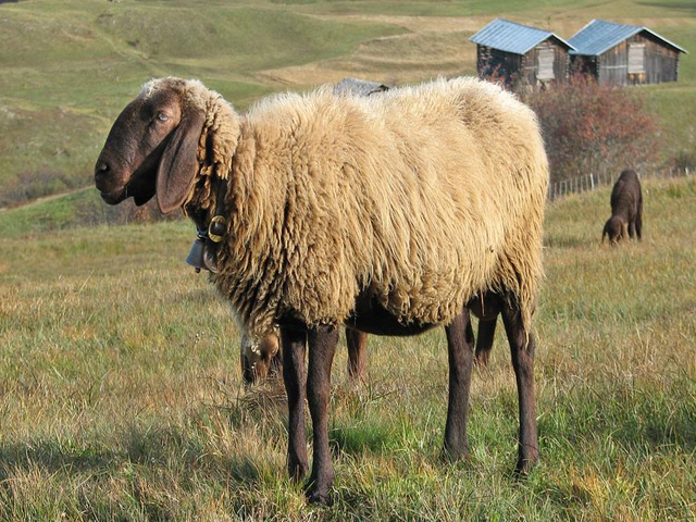 Энгадинская красная овца